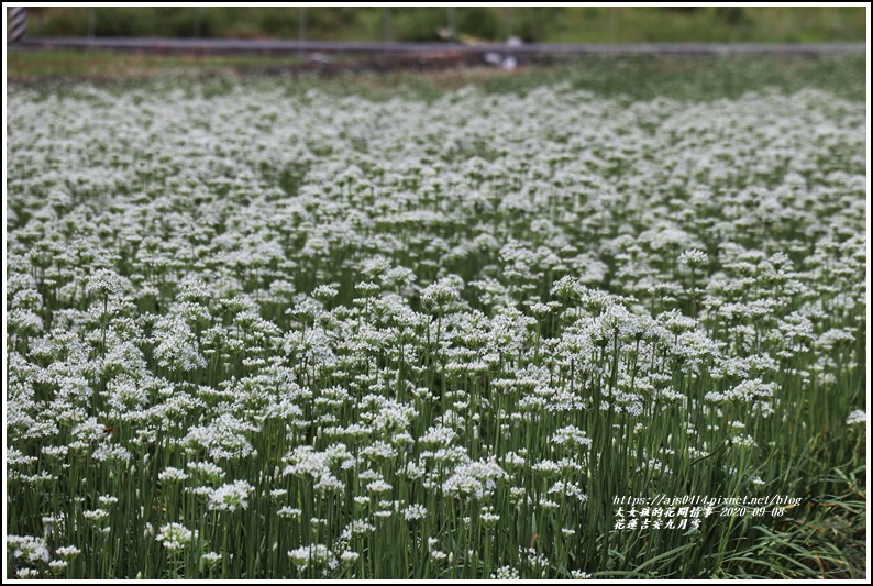 吉安九月雪(韭菜花田)-2020-09-04.jpg