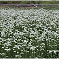 吉安九月雪(韭菜花田)-2020-09-04.jpg