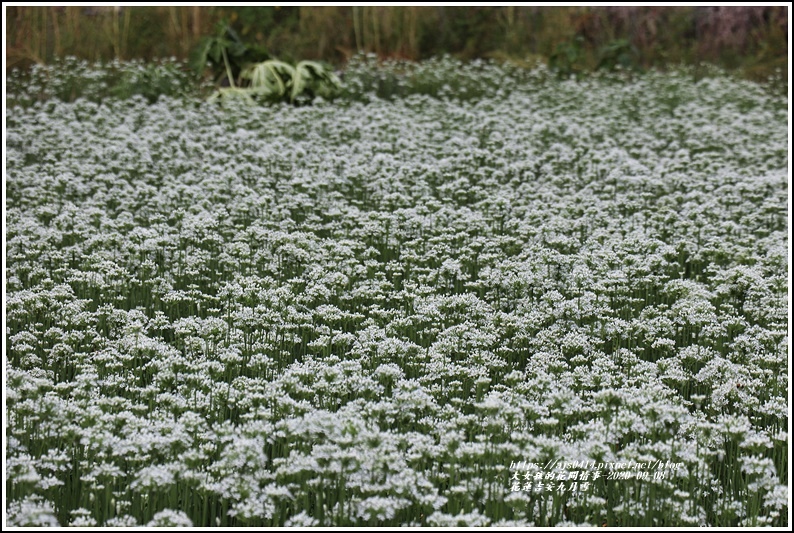 吉安九月雪(韭菜花田)-2020-09-02.jpg