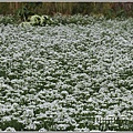 吉安九月雪(韭菜花田)-2020-09-02.jpg