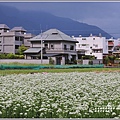 吉安九月雪(韭菜花田)-2020-09-01.jpg