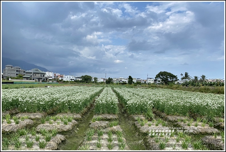 吉安九月雪(韭菜花田)-2020-09-07.jpg