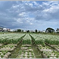 吉安九月雪(韭菜花田)-2020-09-07.jpg