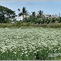 吉安九月雪(韭菜花田)-2020-09-08.jpg