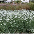 吉安九月雪(韭菜花田)-2020-09-14.jpg