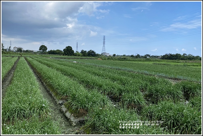 吉安九月雪(韭菜花田)-2020-09-18.jpg