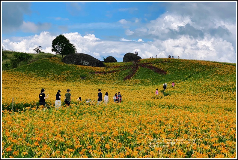 赤柯山金針花海(三巨石)-2020-08-18.jpg