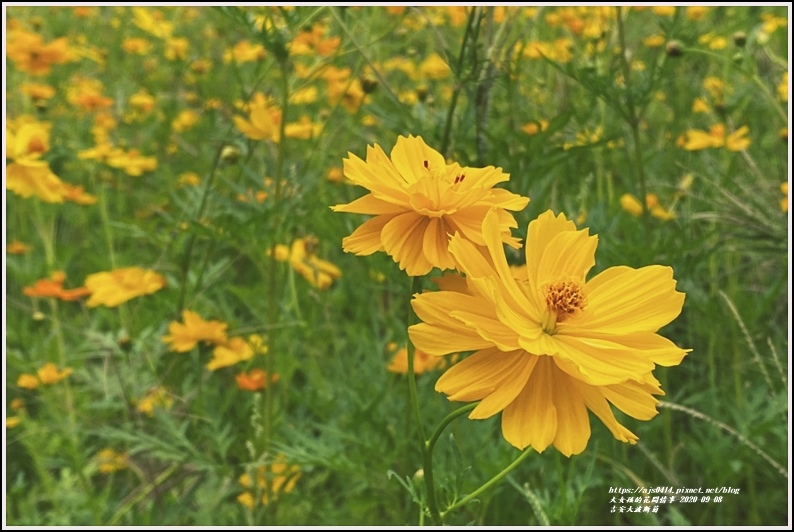 吉安大波斯菊-2020-09-07.jpg