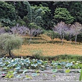 玉里東豐竹林湖-2020-09-06.jpg