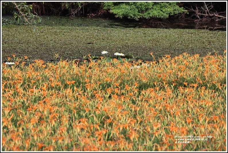 玉里東豐竹林湖-2020-09-13.jpg