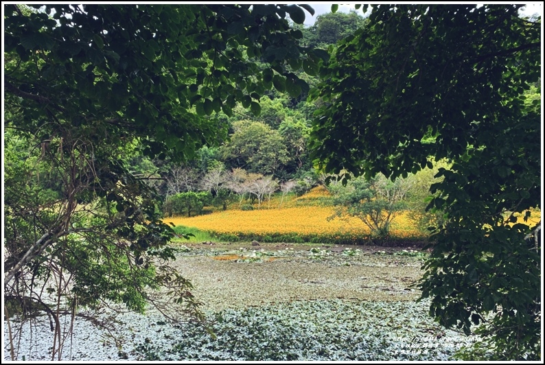 玉里東豐竹林湖-2020-09-81.jpg