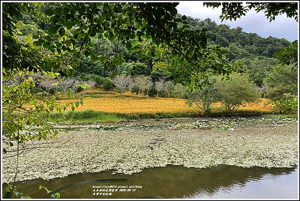 玉里東豐竹林湖-2020-09-86.jpg