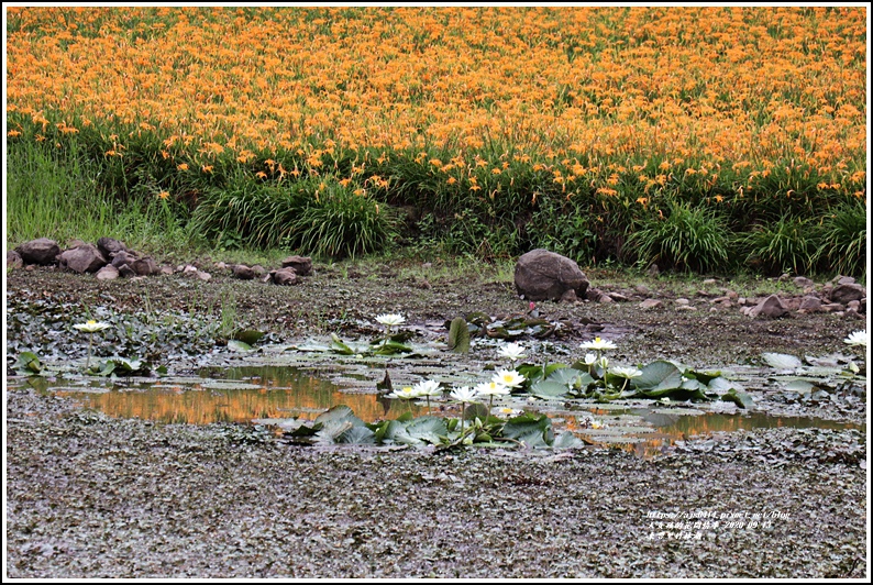 玉里東豐竹林湖-2020-09-88.jpg