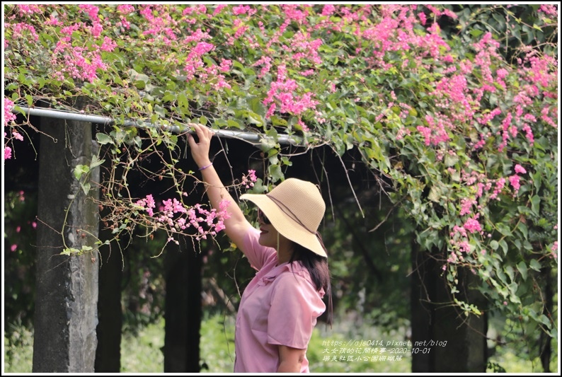 瑞美社區小公園珊瑚藤-2020-10-23.jpg