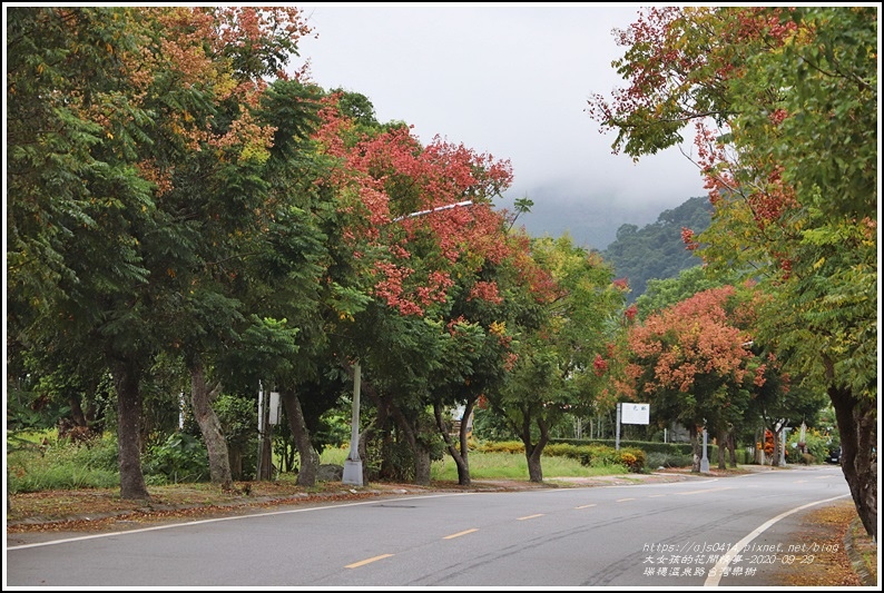 瑞穗溫泉路台灣欒樹-2020-09-23.jpg