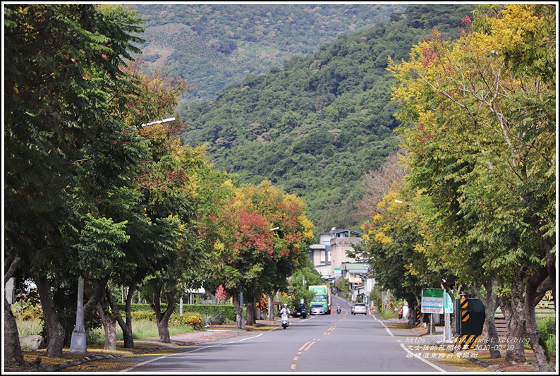 瑞穗溫泉路台灣欒樹-2020-09-09.jpg