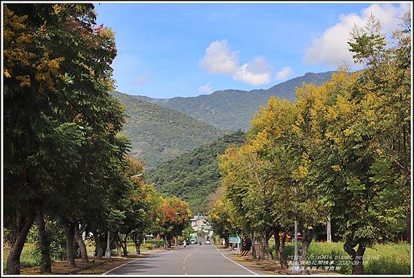 瑞穗溫泉路台灣欒樹-2020-09-08.jpg