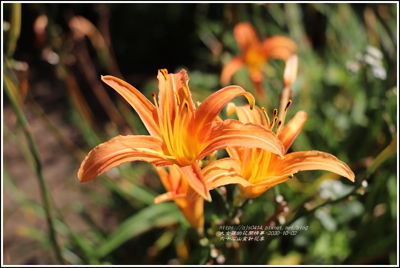 六十石山金針花季-2020-10-47.jpg 六十石山金針花季-2020-10-47.jpg