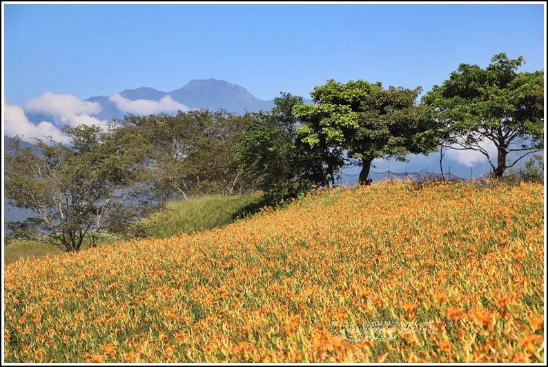 六十石山金針花季-2020-10-44.jpg