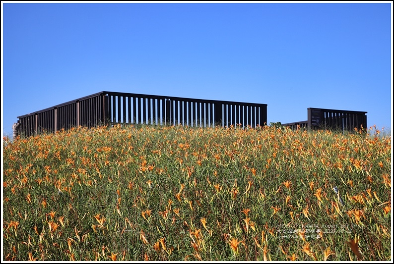 六十石山金針花季-2020-10-13.jpg 六十石山金針花季-2020-10-13.jpg
