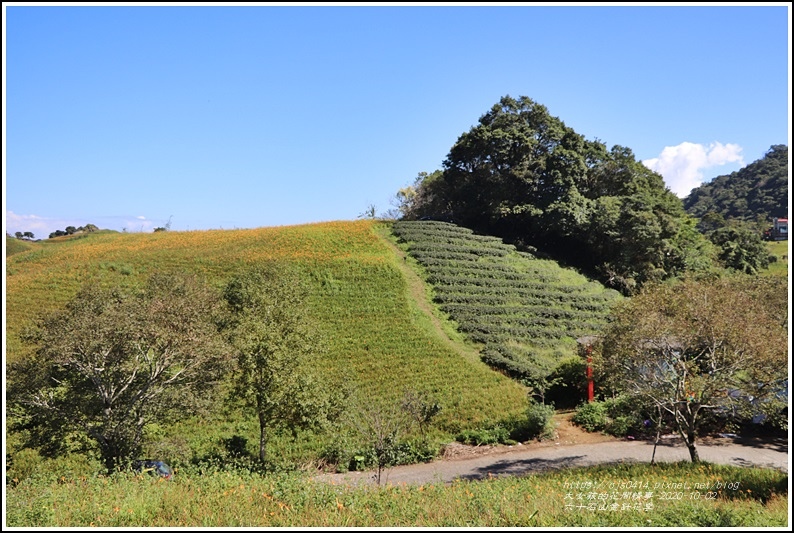 六十石山金針花季-2020-10-67.jpg 六十石山金針花季-2020-10-67.jpg