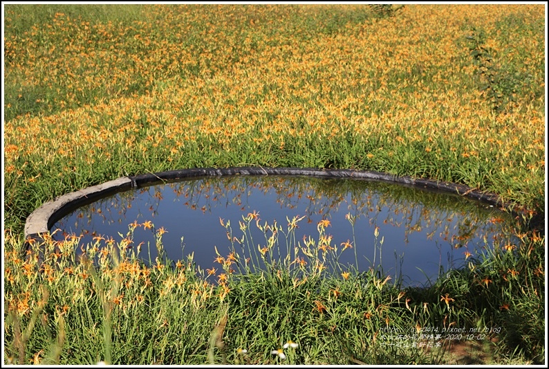 六十石山金針花季-2020-10-57.jpg 六十石山金針花季-2020-10-57.jpg