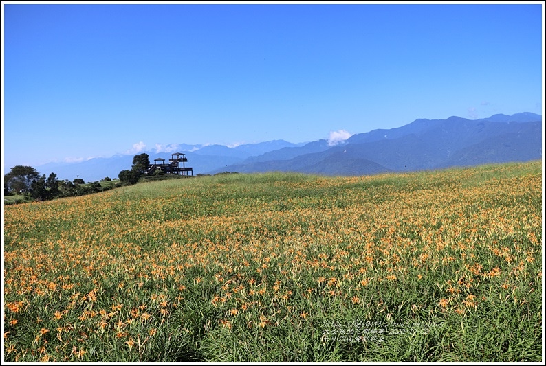 六十石山金針花季-2020-10-51.jpg 六十石山金針花季-2020-10-51.jpg