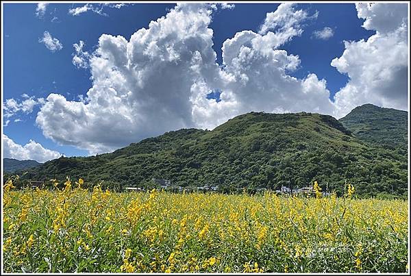 萬榮太陽花海-2020-10-70.jpg