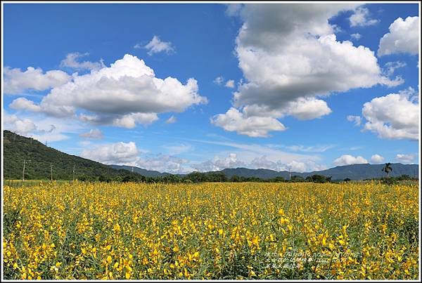 萬榮太陽花海-2020-10-61.jpg