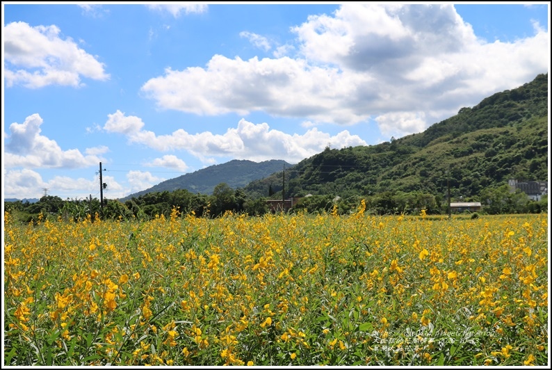 萬榮太陽花海-2020-10-42.jpg