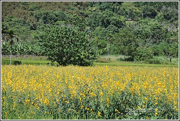 萬榮太陽花海-2020-10-33.jpg