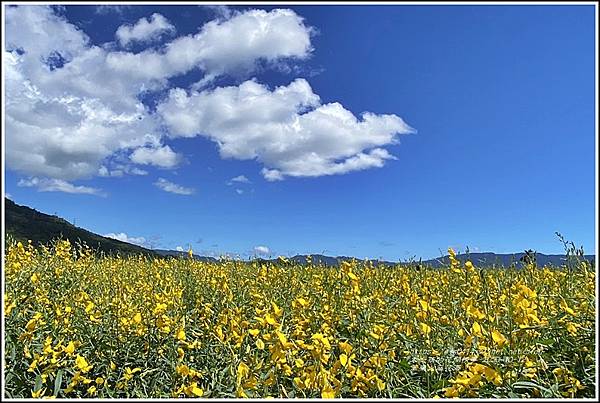 萬榮太陽花海-2020-10-29.jpg