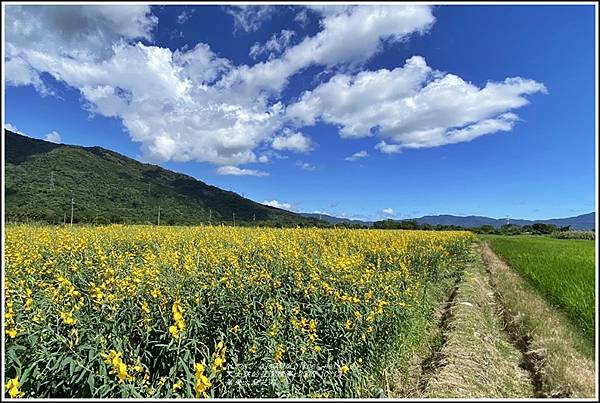 萬榮太陽花海-2020-10-28.jpg