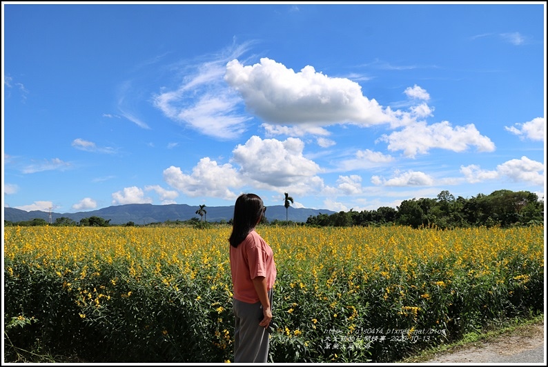 太陽麻,花田,花蓮,萬榮鄉,綠肥作物,鄉間景色,季節限定,萬榮,花海,賞花