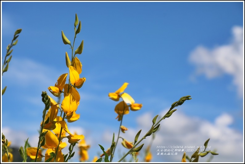 萬榮太陽花海-2020-10-14.jpg