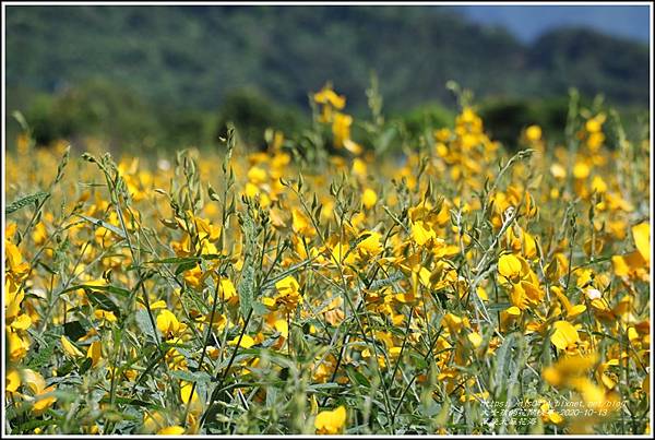 萬榮太陽花海-2020-10-07.jpg