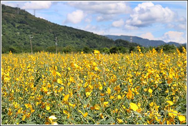 萬榮太陽花海-2020-10-03.jpg