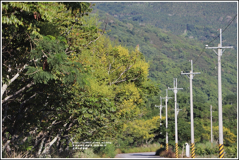 富興台灣欒樹-2020-09-05.jpg