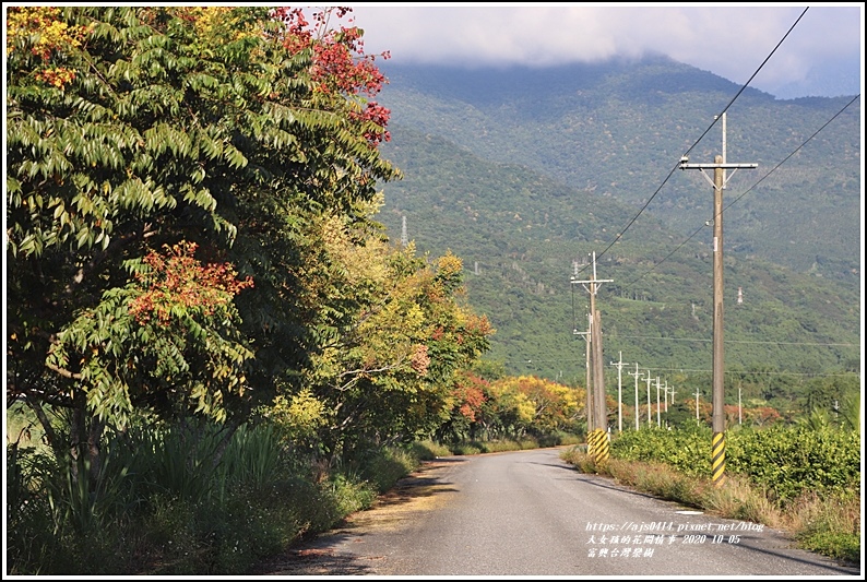 富興台灣欒樹-2020-10-07.jpg