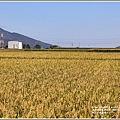 池上大坡福德宮-2020-11-02.jpg