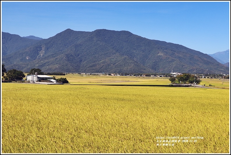 池上伯朗大道-2020-11-14.jpg