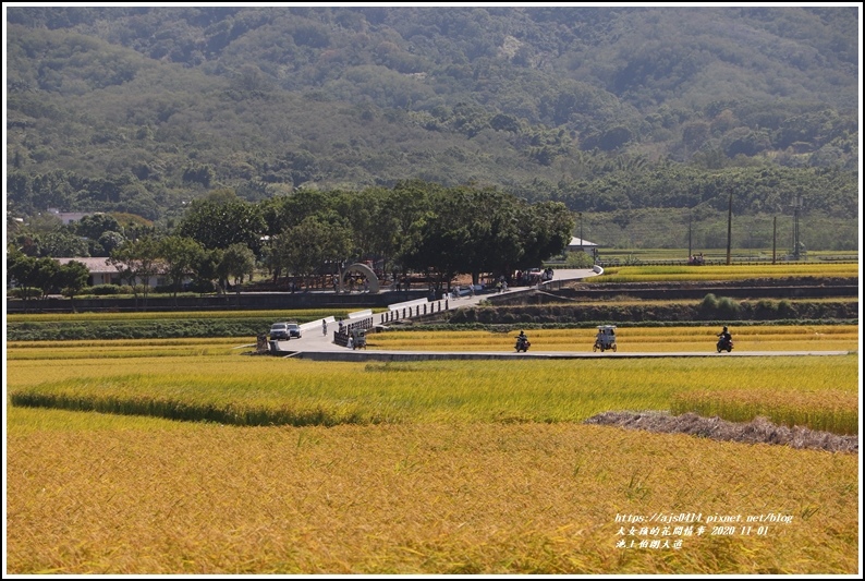 池上伯朗大道-2020-11-29.jpg