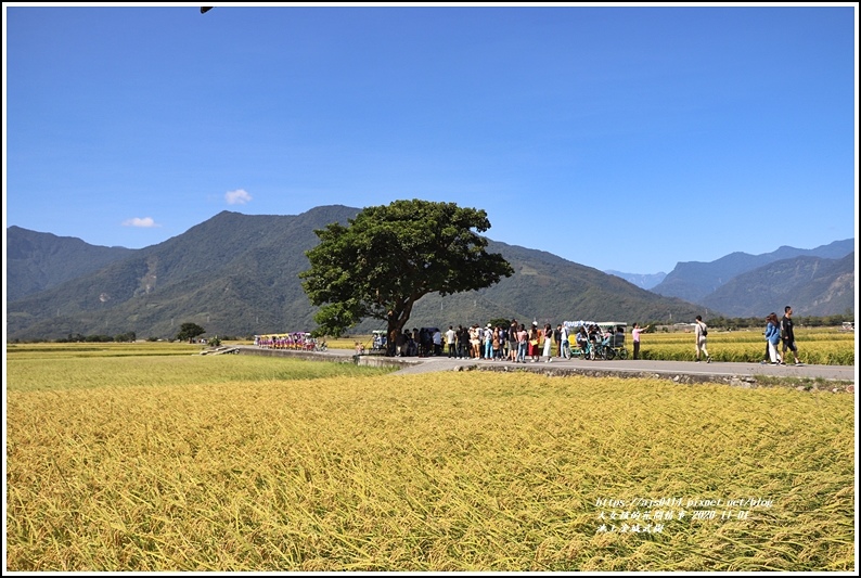 池上金城武樹-2020-10-04.jpg