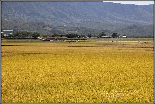 池上黃金稻田-2020-10-56.jpg