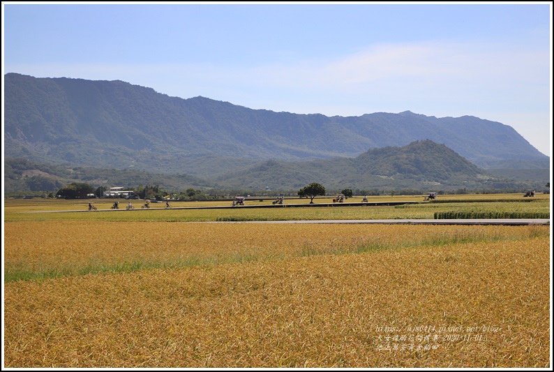 池上黃金稻田-2020-10-49.jpg