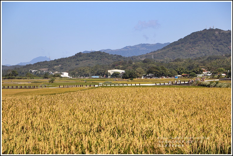 池上黃金稻田-2020-10-45.jpg