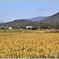 池上黃金稻田-2020-10-45.jpg