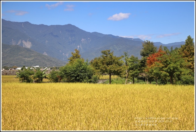 池上黃金稻田-2020-10-28.jpg