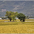 池上黃金稻田-2020-10-21.jpg