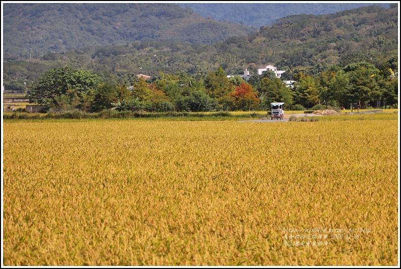 池上黃金稻田-2020-10-19.jpg